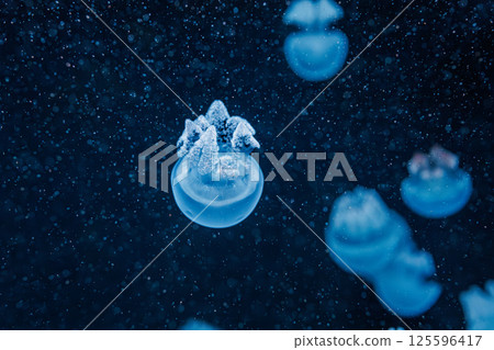 underwater photography jellyfish Blue Blubber Jelly, Catostylus mosaicus underwater photography jellyfish Blue Blubber Jelly, Catostylus mosaicus 125596417