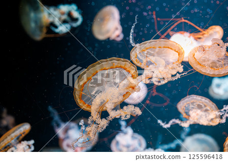 underwater photography jellyfish Chrysaora fuscescens, Pacific sea nettle, West Coast sea nettle 125596418