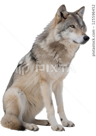 Majestic grey wolf in a relaxed sitting pose isolated on the transparent background Majestic grey wolf in a relaxed sitting pose isolated on the transparent background 125596452