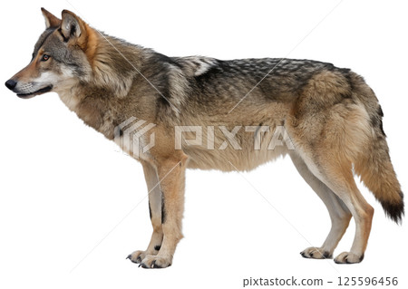 Majestic grey wolf in profile isolated on the transparent background Majestic grey wolf in profile isolated on the transparent background 125596456
