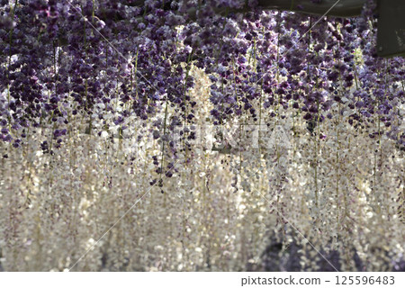 Tsushima Tennogawa Park: Purple and white two-tone wisteria (Tsushima City, Aichi Prefecture) 125596483