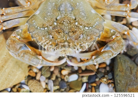 A crab crawls along the seabed in water 125596521