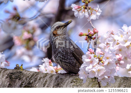 A brown-eared bulbul perched on a cherry tree along the Onda River 125596621