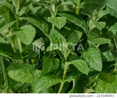 A close-up view of fresh green mint leaves. Lush, vibrant, and healthy mint stems A close-up view of fresh green mint leaves. Lush, vibrant, and healthy mint stems 125596643