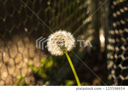 Dandelion in dramatic light 125596654