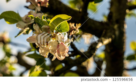 Sunlit apple blossom 125596656