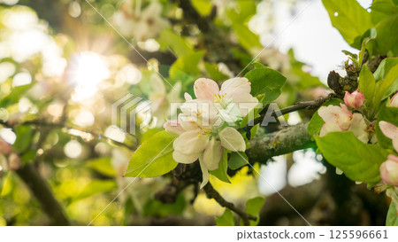 Apple Blossom at Sunset Apple Blossom at Sunset 125596661
