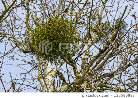 European mistletoe in nature, common mistletoe parasitizes on birch tree branches European mistletoe in nature, common mistletoe parasitizes on birch tree branches 125596982