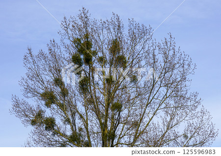 European mistletoe in nature, common mistletoe parasitizes on birch tree branches 125596983