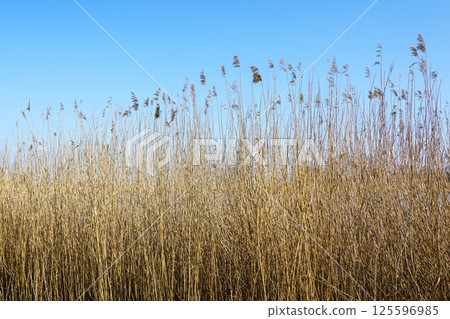 Dense dry golden reeds on blue sky background, view of wild vegetation, natural organic texture 125596985