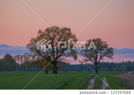 Red Sunset Over wild fields with Oak tree 125597089