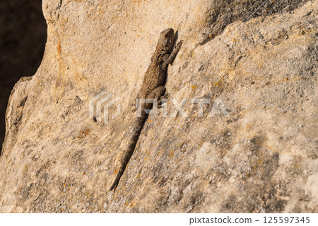 Caucasian agama reptile sunbathing on a rock in its natural environment 125597345