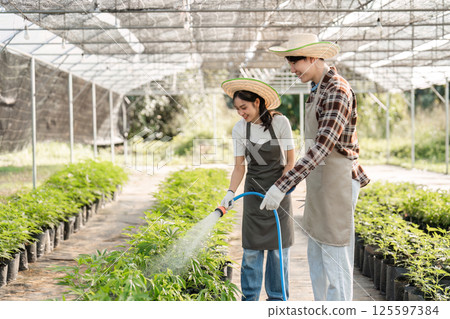 Couple Cultivating Cannabis Herb Garden Together in Greenhouse with Care and Enthusiasm 125597384
