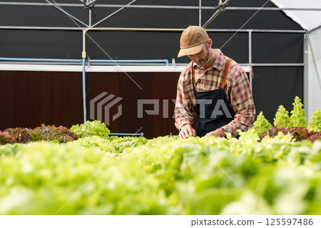 Organic Vegetable Gardening in Greenhouses: Sustainable Practices for Fresh, Healthy Produce Year-Round 125597486