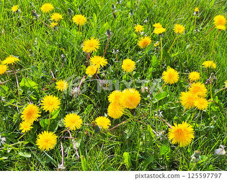 Dandelion flower in the garden 125597797