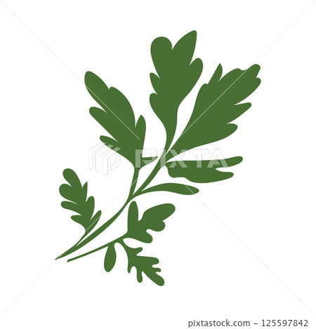 Green spice herb flat in flat design. Parsley or cilantro seasoning plant. Vector illustration isolated. Green spice herb flat in flat design. Parsley or cilantro seasoning plant. Vector illustration isolated. 125597842