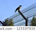 Crow on 3D mesh panel fence 125597930
