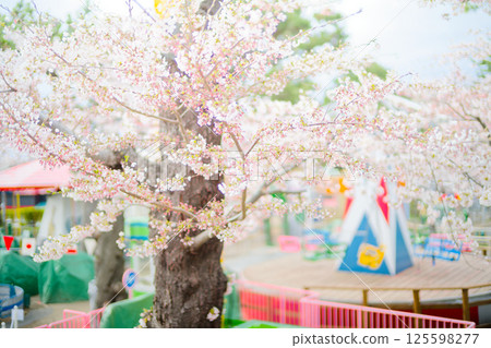 Cherry blossoms at Hakodate Park Cherry blossoms at Hakodate Park 125598277