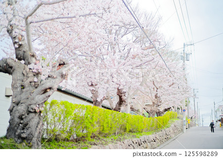 Cherry blossoms at Hakodate Park Cherry blossoms at Hakodate Park 125598289
