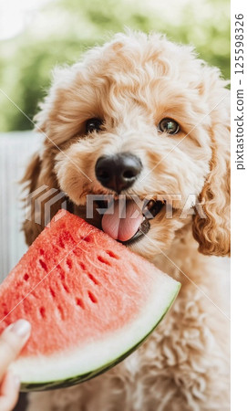 A toy poodle with a summery expression munching on watermelon 125598326
