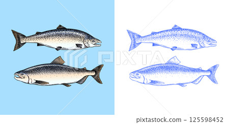Fish sketch. Salmon fillet, ink hand drawn vector illustration. Steaks slices. Fresh product 125598452