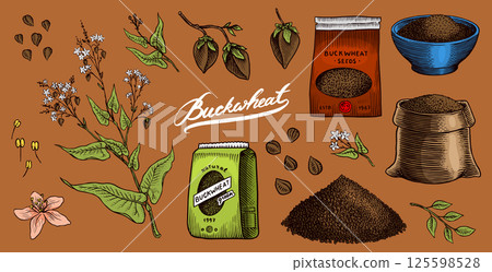 Collection of buckwheat. Engraved, hand drawn plant and buckwheat groats. Grass cereal crops 125598528