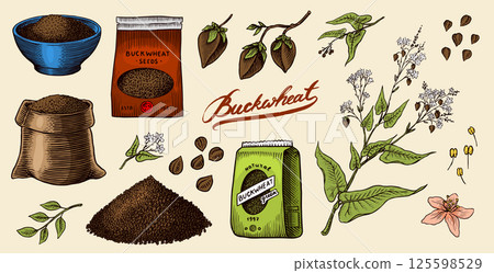 Collection of buckwheat. Engraved, hand drawn plant and buckwheat groats. Grass cereal crops 125598529