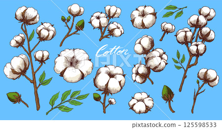 Organic cotton plant illustration. Hand drawn line wedding herb, elegant leaves and badges logo 125598533