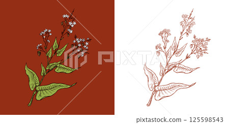 Engraved, hand drawn plant and buckwheat groats. Grass cereal crops outline icon set vector 125598543