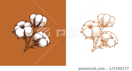 Organic cotton plant illustration. Hand drawn line wedding herb, elegant leaves and badges logo 125598577