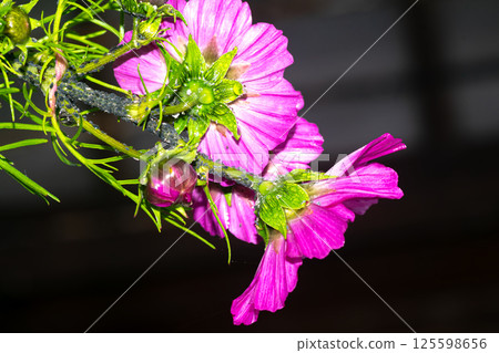 Fuchsia flower in the garden 125598656