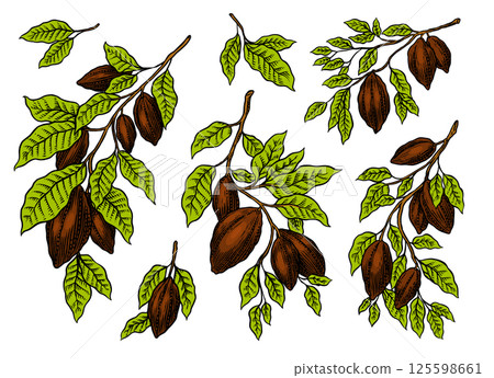 Cocoa Beans and plant on a branch Chocolate for t-shirts, typography, shop or signboards. Hand Drawn Cocoa Beans and plant on a branch Chocolate for t-shirts, typography, shop or signboards. Hand Drawn 125598661