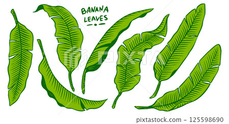 Banana leaves, tropical leaves texture. Botanic vector hand drawn illustration. Black and white 125598690