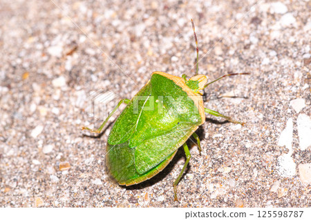 Weeve insect perched on the ground 125598787