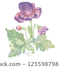 Garden violet flower. Watercolor clipart illustration of flower composition, isolated on white background. For invitations, postcards, business cards. Decorating cups, dishes, other printed materials. 125598798