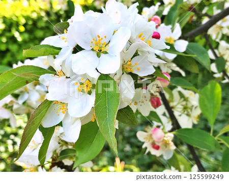 The Apple trees are blooming white flowers 125599249