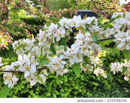 The Apple trees are blooming white flowers 125599250