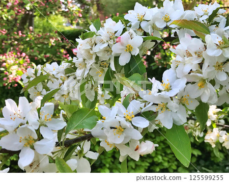 The Apple trees are blooming white flowers 125599255