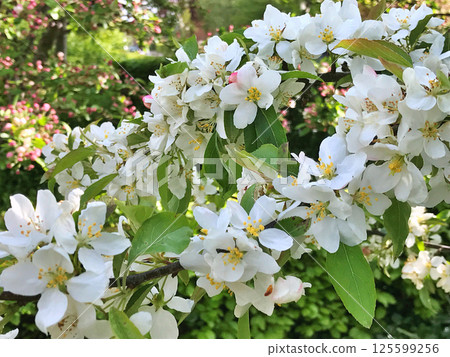 The Apple trees are blooming white flowers 125599256