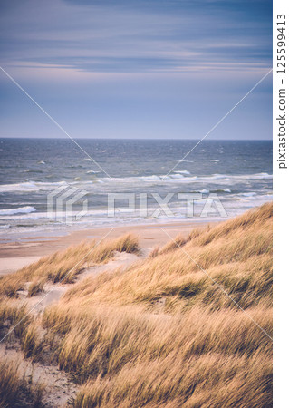Scenic dune at danish north sea coast 125599413