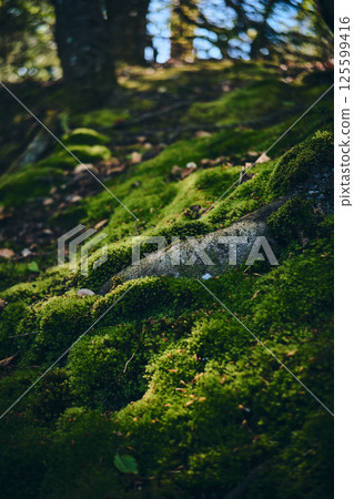 Dark green moss at forest ground 125599416
