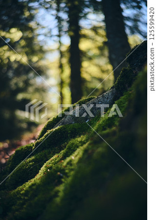 Root and moss in danish forest 125599420