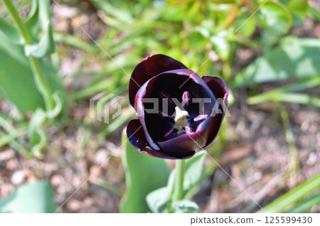 Tulip in the garden during summer Tulip in the garden during summer 125599430