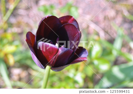 Tulip in the garden during summer Tulip in the garden during summer 125599431