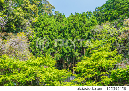 京都市清瀧川沿岸的森林裡綠意盎然 京都市清瀧川沿岸的森林裡綠意盎然 125599458
