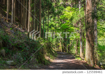 京都高雄針葉林中的健行步道 京都高雄針葉林中的健行步道 125599461