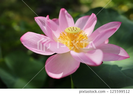 Large pink lotus flower 125599512