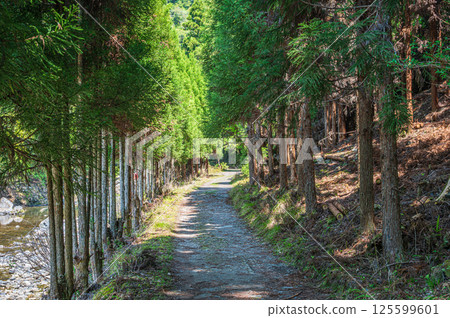 Hiking trail through a coniferous forest in Takao, Kyoto 125599601