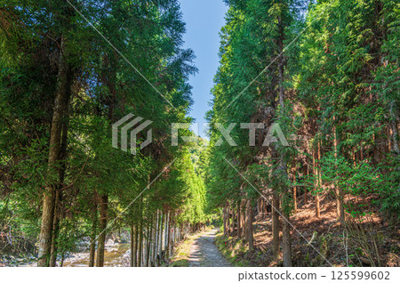 京都高雄針葉林中的健行步道 京都高雄針葉林中的健行步道 125599602