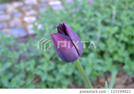 Tulip in the garden during summer 125599822